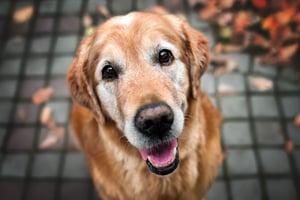 Picture of senior golden retriever