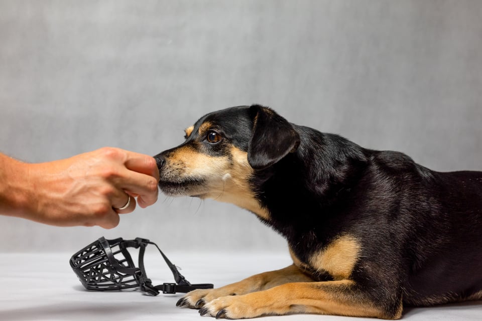 AdobeStock_526797915