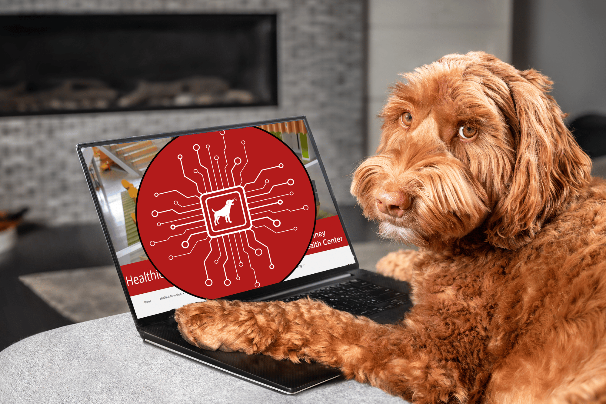 labradoodle sitting at a computer