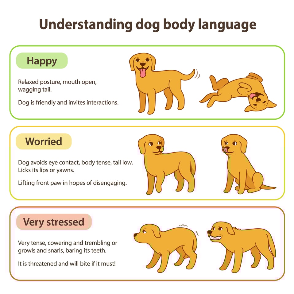 Dog Behavior.shutterstock_1433761928 (2)