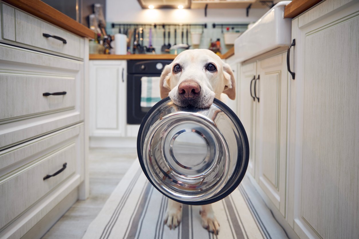 Dog with water dish