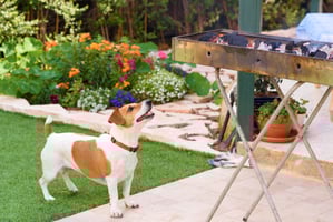 Dog looking up at barbeque
