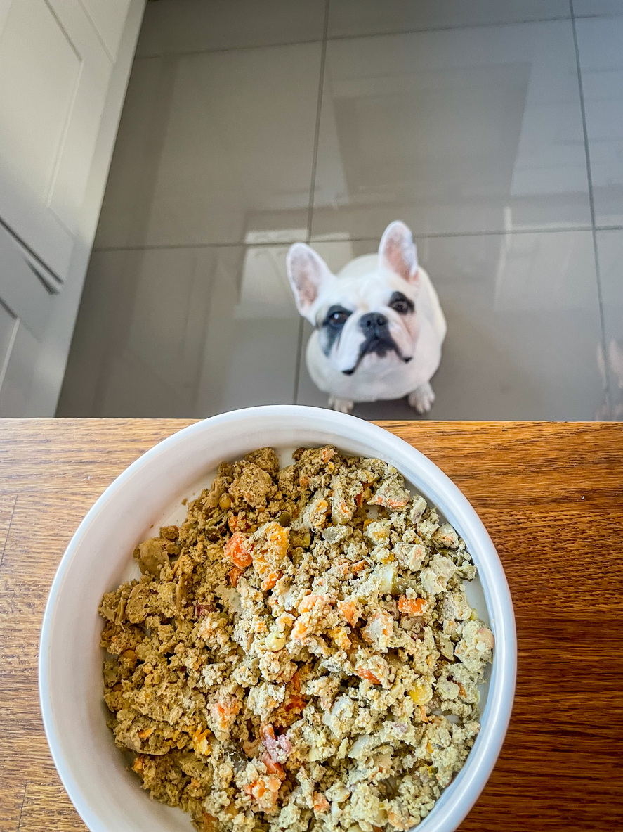 Frenchie looking up at dog food 