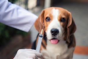 Beagle dog standing beside vet holding a syring