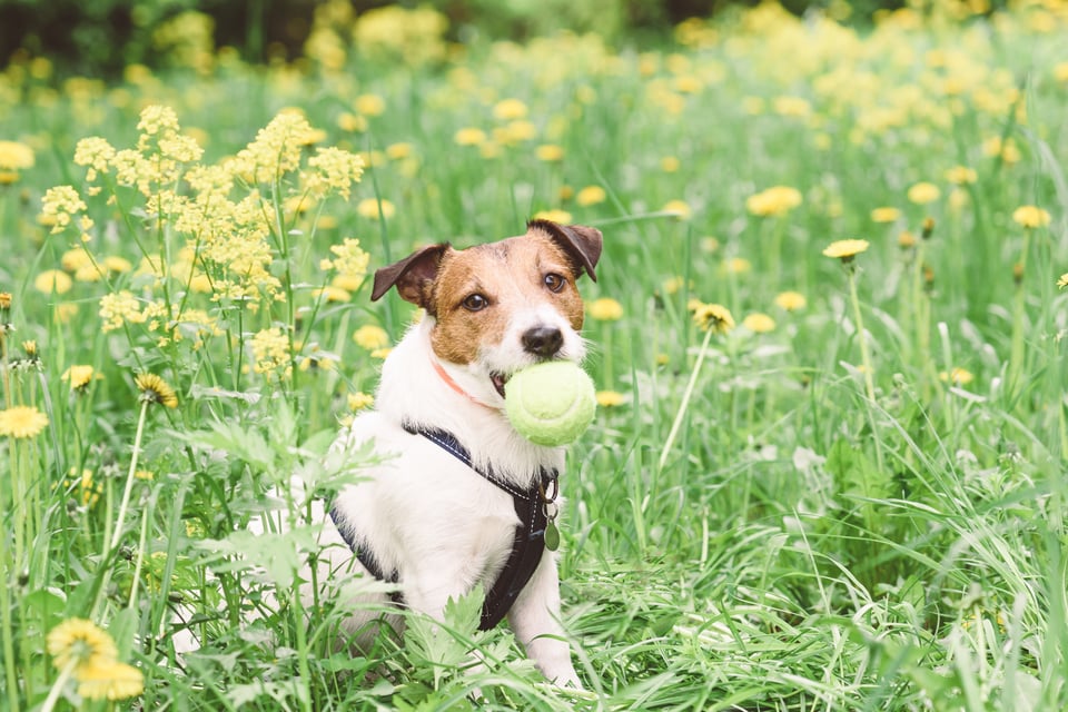 A small dog sits in a field with a tennis ball in its mouth.