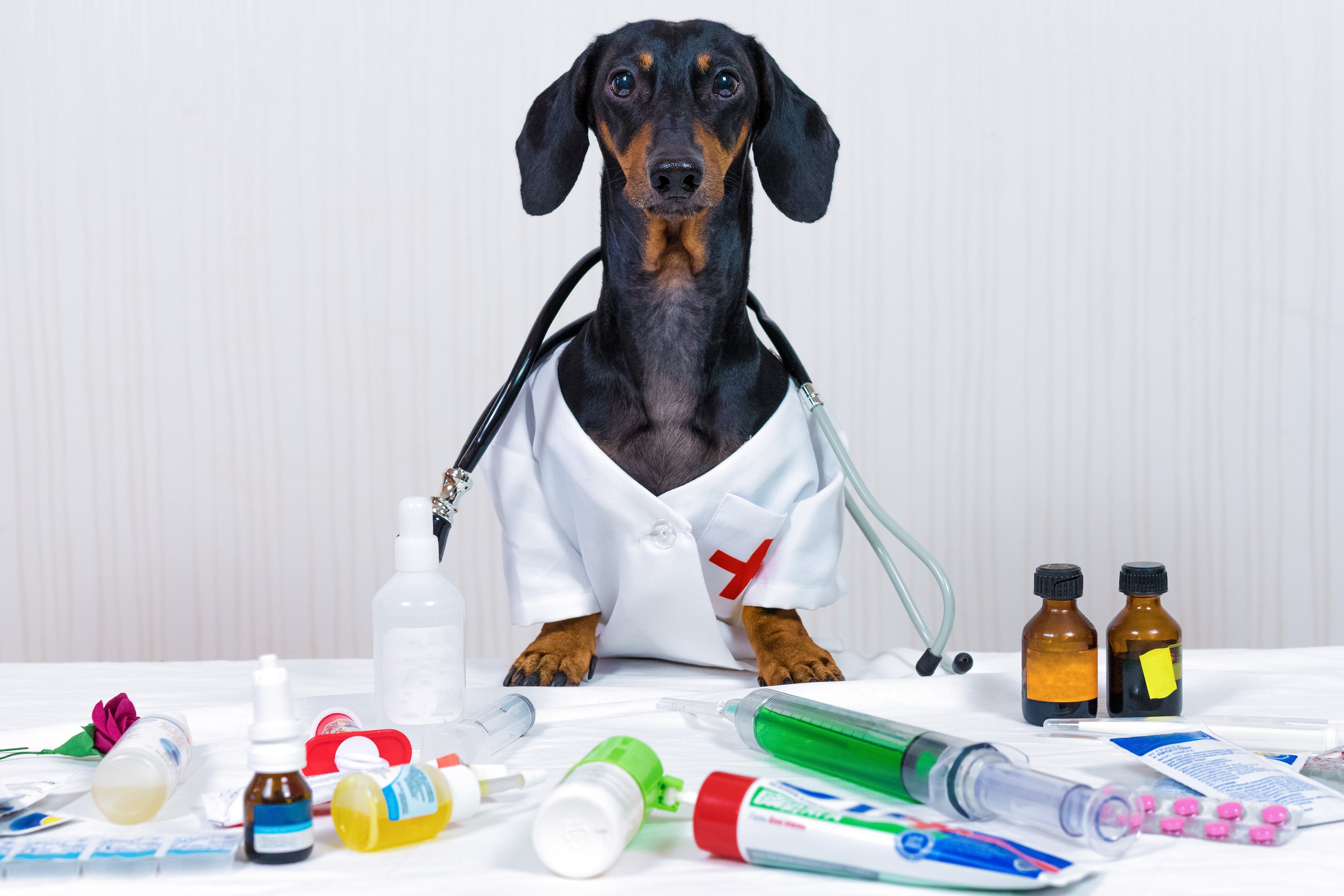 stock-photo-dachshund-dog-black-and-tan-as-a-medical-veterinary-doctor-with-stethoscope-standing-on-the-1226302354-1
