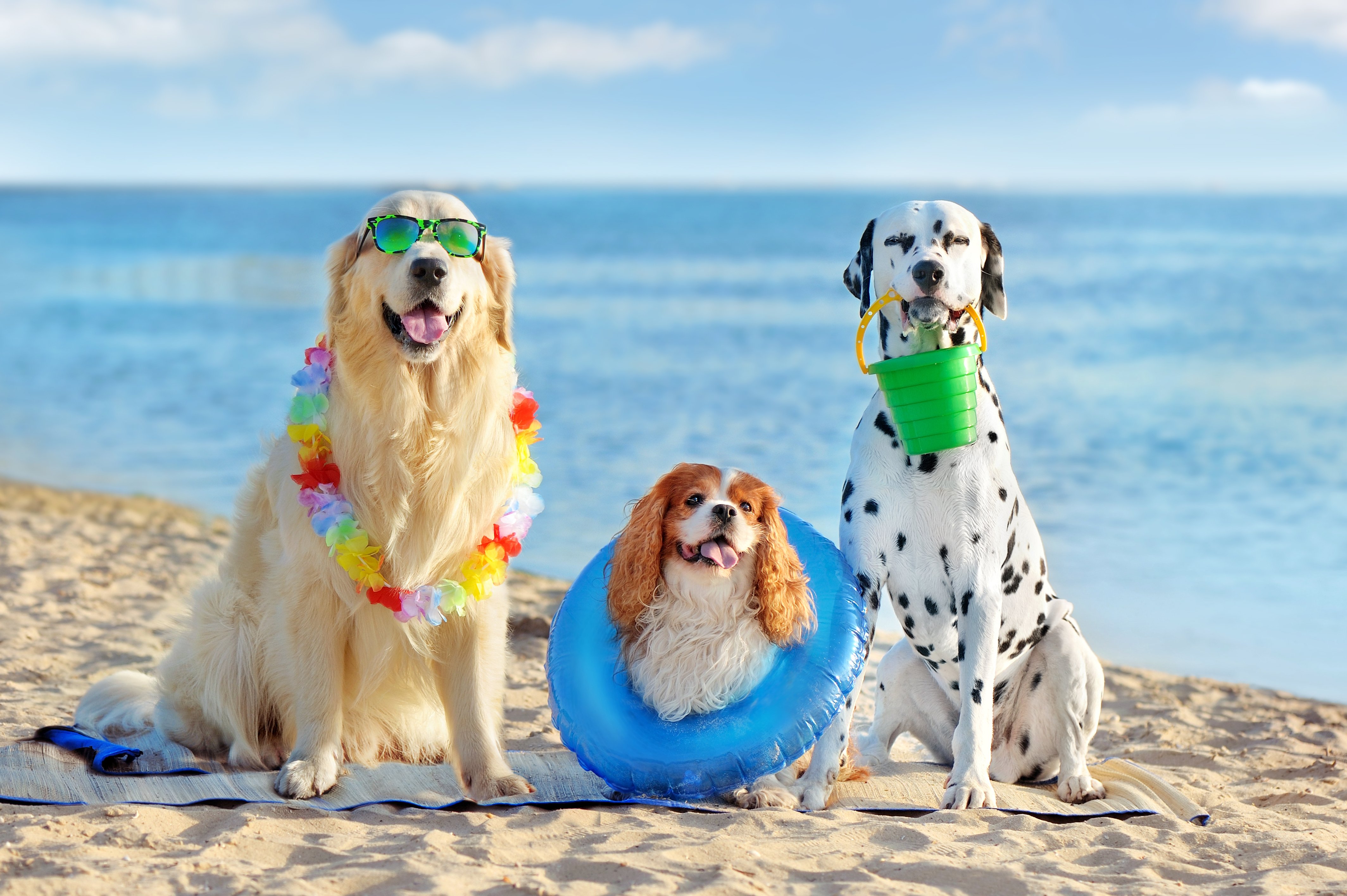 stock-photo-three-dogs-at-the-pet-friendly-sea-beach-1998733442-1