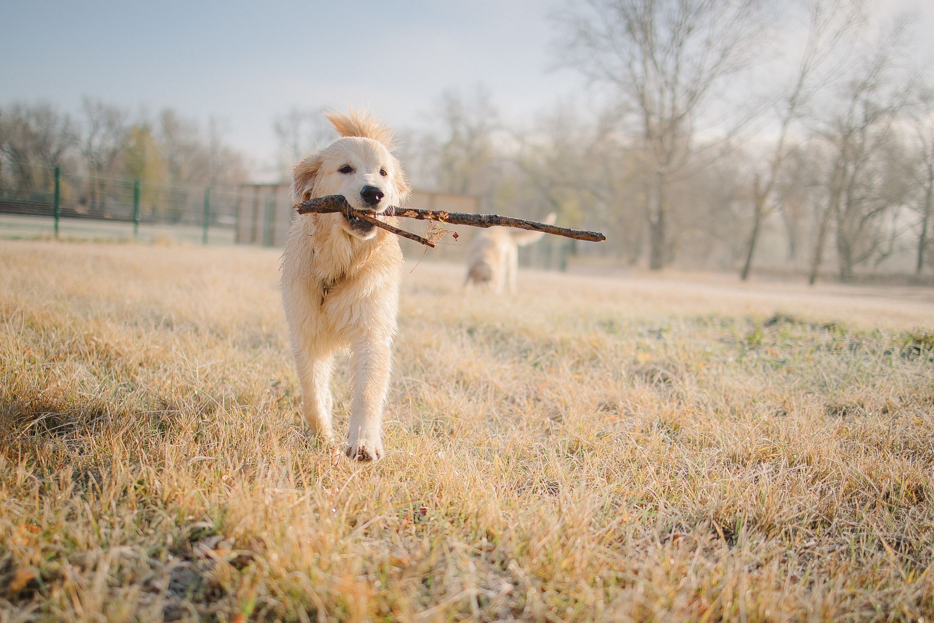 A golden retriever walks through a filed with a stick.