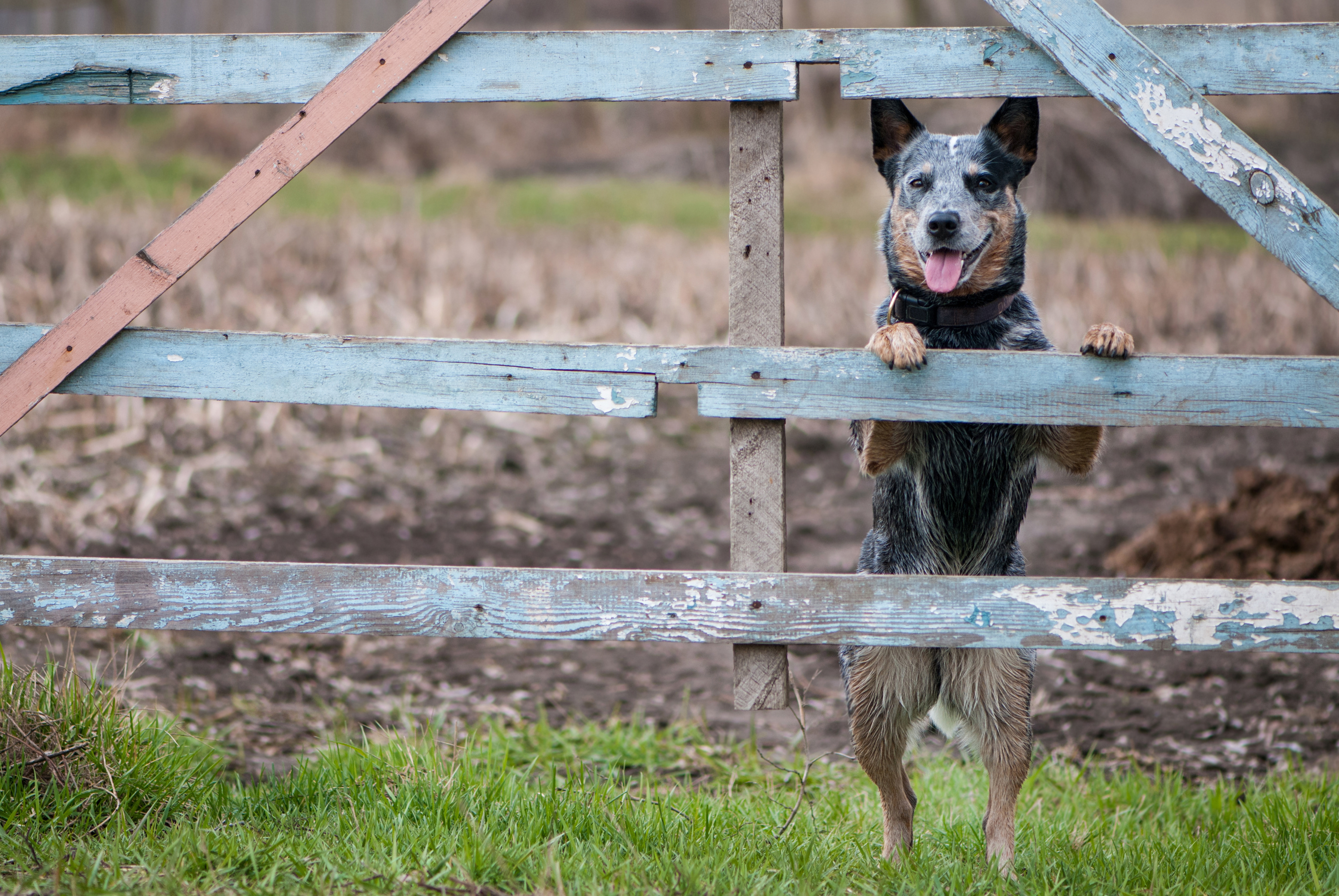 Beauty portrait of Australian cattle dog